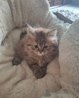 Photo №1. british shorthair - for sale in the city of Maidstone | negotiated | Announcement № 173862