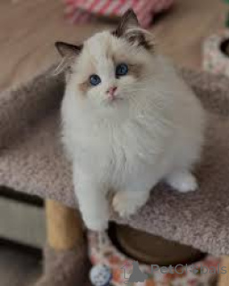 Photo №2 to announcement № 163384 for the sale of ragdoll - buy in Austria private announcement, breeder