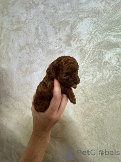 Photo №4. I will sell poodle (toy) in the city of Kaliningrad. breeder - price - 3672$