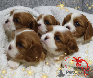 Photo №1. cavalier king charles spaniel - for sale in the city of Minsk | negotiated | Announcement № 36948