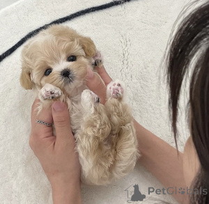 Photo №1. maltipu - for sale in the city of Yerevan | 1000$ | Announcement № 139197