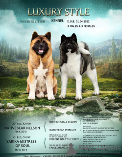 Photo №1. american akita - for sale in the city of Бохня | negotiated | Announcement № 30241