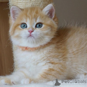 Photo №3. British Shorthair. United States