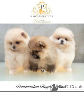 Photo №1. pomeranian - for sale in the city of Skopje | negotiated | Announcement № 178332