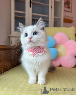 Photo №3. Entzückende Ragdoll-Kätzchen zur Adoption. Germany