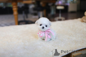Photo №2 to announcement № 177628 for the sale of maltese dog - buy in Greece breeder