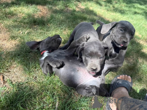 Photo №4. I will sell cane corso in the city of Aalborg. private announcement, breeder - price - 1$