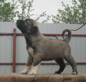 Photo №4. I will sell anatolian shepherd in the city of Москва. from nursery - price - 705$