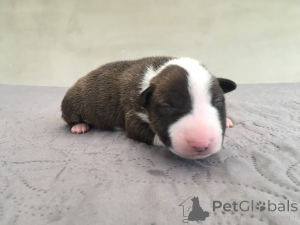 Photo №4. I will sell bull terrier in the city of Poznan. breeder - price - negotiated