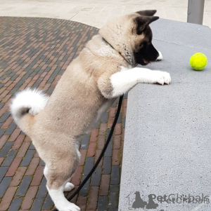 Photo №1. akita - for sale in the city of Athens | negotiated | Announcement № 172527