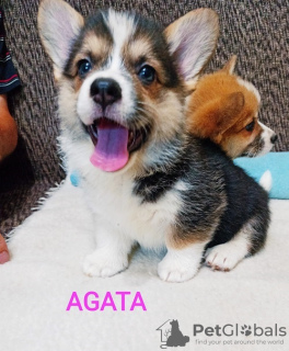 Photo №2 to announcement № 118320 for the sale of welsh corgi - buy in Serbia 