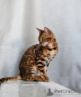 Photo №2 to announcement № 120911 for the sale of bengal cat - buy in Belarus private announcement, from nursery, breeder