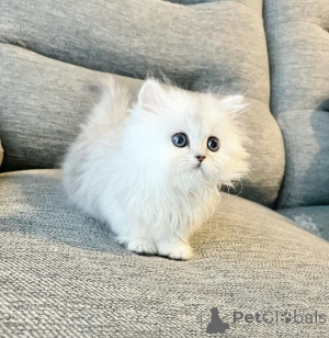 Photo №1.  - for sale in the city of Paris | Is free | Announcement № 161998