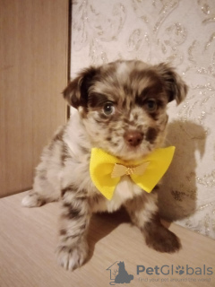Photo №1. yorkshire terrier - for sale in the city of Махмутлар | 800$ | Announcement № 58236