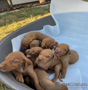 Photo №3. Hungarian vizsla puppies. Serbia