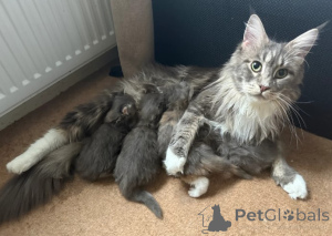 Photo №3. maine coon kittens. Finland