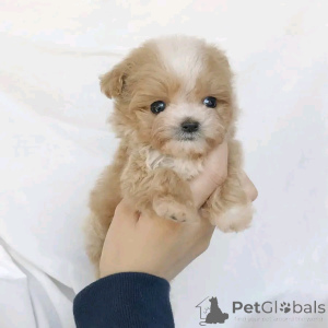 Photo №3. Maltipoo puppies available for adoption. United States