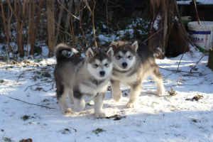Photo №3. Puppies. Belarus
