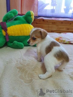 Photo №1. jack russell terrier - for sale in the city of Krasnoyarsk | 260$ | Announcement № 90655