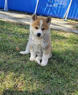 Photo №4. I will sell akita in the city of Obrenovac. breeder - price - 235$