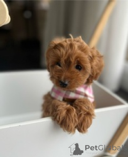 Photo №1. poodle (toy) - for sale in the city of Berlin | 206$ | Announcement № 160654