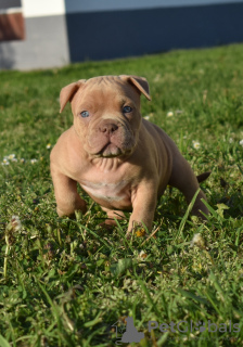 Additional photos: american bully (ambulli)