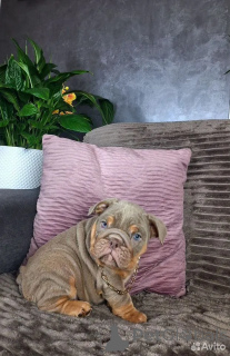 Photo №2 to announcement № 162514 for the sale of english bulldog - buy in Germany breeder