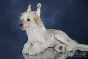 Photo №4. I will sell chinese crested dog in the city of Riga. from nursery - price - negotiated