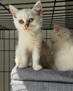 Photo №2 to announcement № 165509 for the sale of turkish angora - buy in France private announcement, breeder