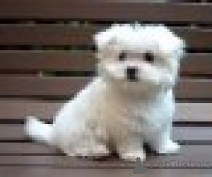 Photo №1. maltese dog - for sale in the city of Dendermond | Is free | Announcement № 165744