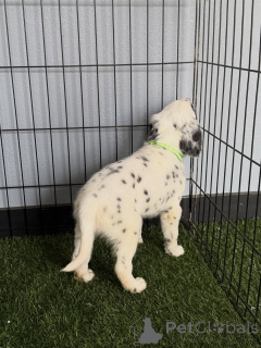 Photo №4. I will sell dalmatian dog in the city of Munich. breeder - price - negotiated