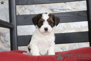 Photo №2 to announcement № 45059 for the sale of havanese dog - buy in Ireland 