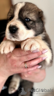 Photo №3. Alabai puppies (Central Asian Shepherd(. Russian Federation