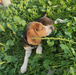 Photo №3. Beagle. Slovakia