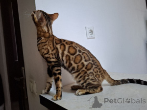 Photo №4. I will sell bengal cat in the city of Łódź. breeder - price - 1882$