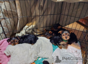 Photo №1. yorkshire terrier - for sale in the city of Berlin | 518$ | Announcement № 132612