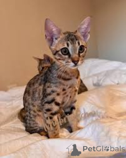 Photo №2 to announcement № 163802 for the sale of savannah cat - buy in Austria private announcement, breeder