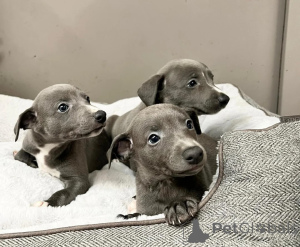 Photo №1. whippet - for sale in the city of Unterhaching | 361$ | Announcement № 178876