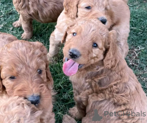 Photo №1. golden retriever - for sale in the city of Helsinki | 264$ | Announcement № 72047