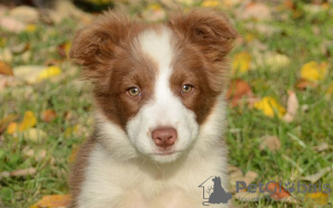 Photo №1. bearded collie - for sale in the city of Berlin | 158$ | Announcement № 109275