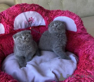 Photo №1. scottish fold - for sale in the city of Belen | negotiated | Announcement № 162309