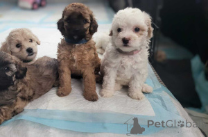 Photo №1. maltipu - for sale in the city of Bayerbach Bei Ergoldsbach | 847$ | Announcement № 150134