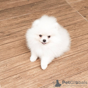 Photo №3. Pomeranian spitz puppies. Austria