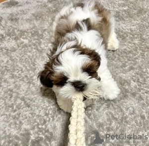 Photo №1. shih tzu - for sale in the city of Helsinki | Is free | Announcement № 77699