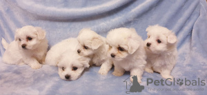 Photo №1. maltese dog - for sale in the city of Дортмунд | 317$ | Announcement № 81806