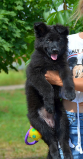 Photo №4. I will sell german shepherd in the city of Odessa. breeder - price - 500$