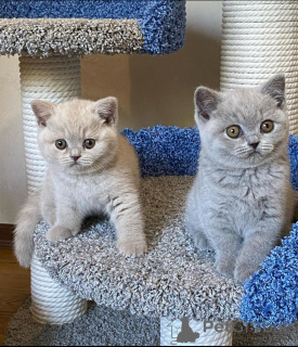 Photo №1. british shorthair - for sale in the city of Milan | negotiated | Announcement № 168319