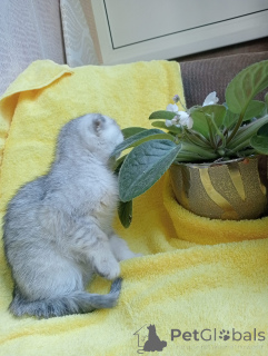 Photo №2 to announcement № 142833 for the sale of scottish fold - buy in Russian Federation private announcement, breeder