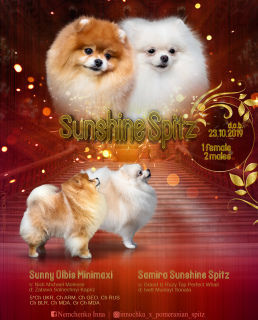 Photo №2 to announcement № 4551 for the sale of pomeranian - buy in Ukraine from nursery