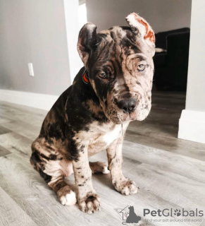 Photo №3. Cane corso puppies. Germany